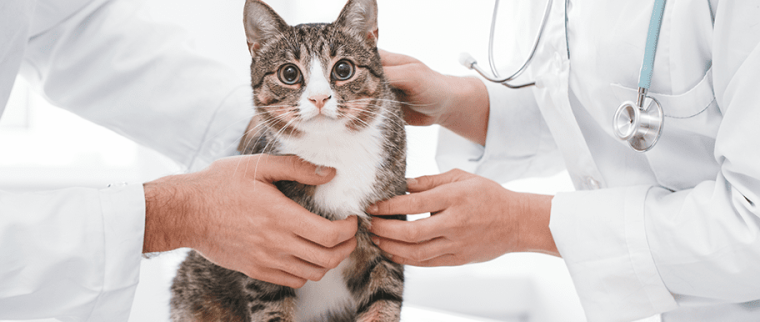 chat chez le vétérinaire